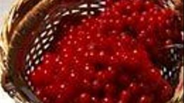 Цілюща рябина