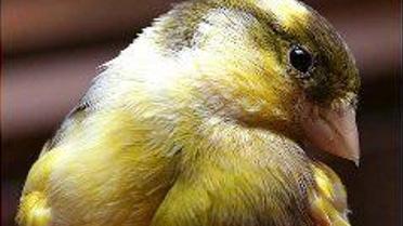 Про користь співу канарки