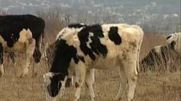 Бідолашні корови на Харківщині