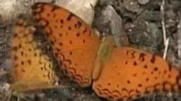 Блохин в отставке