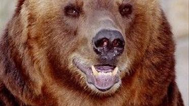 Ведмідь загриз жінку