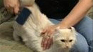 Догляд за котами