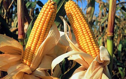 В Україні цього року суттєво знизилася врожайність кукурудзи