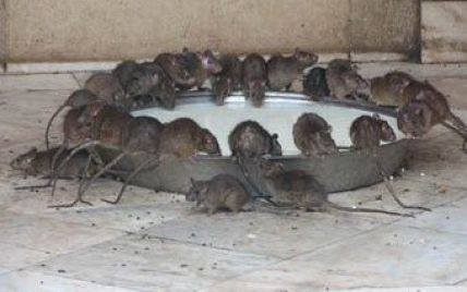 Мешканцям Каліфорнії роздадуть тисячі щурів
