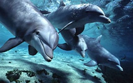 У Криму близько 30 дельфінів застрягли у крижаному полоні