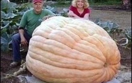 Американець виростив гарбуз вагою більше 820 кілограмів