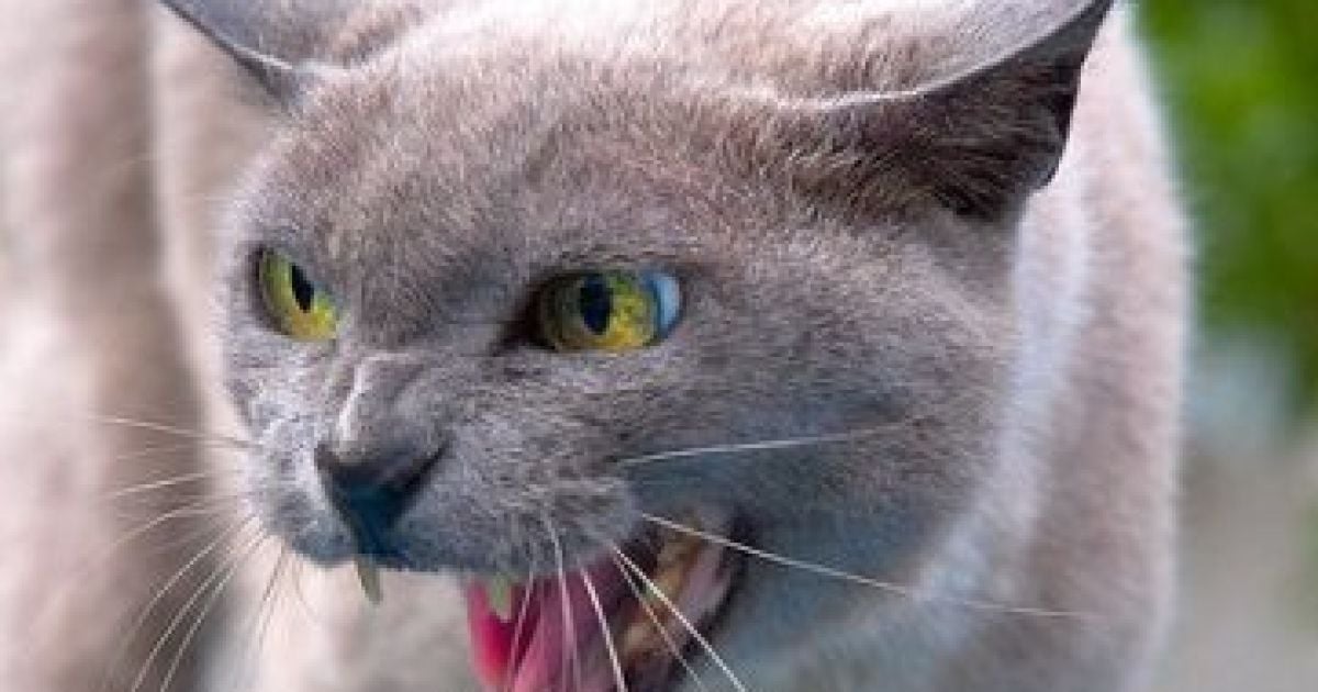 Котик крав одяг