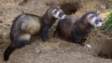 Тхір - домашня тварина