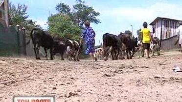 Корови вимирають від раку крові