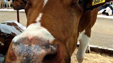 Ціни на молоко зростають