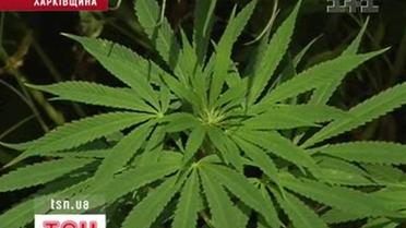 Оголошено бій коноплям