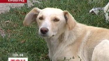 Травмпункт - місце зустрічі друзів собак