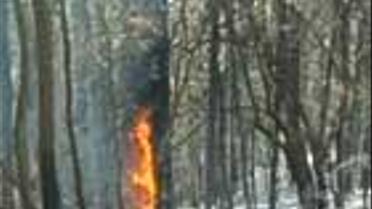 Ліквідація лісової пожежі у Криму