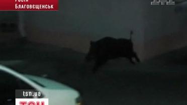 Кабан у місті