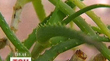 Лікарі рекомендують