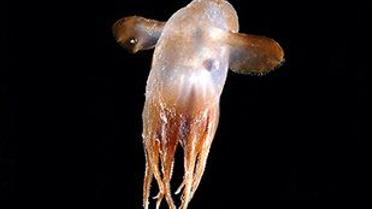 В океані виявлено 17,6 тис. невідомих раніше істот