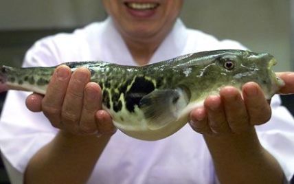 Вчені навчили риб рахувати