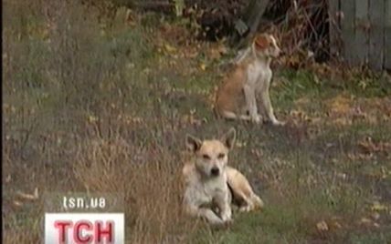 У Київському зоопарку бродячі собаки розірвали 7 лелек