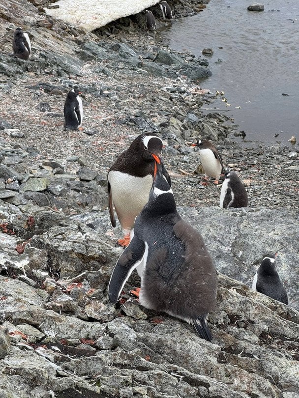 Пінгвіни / © Національний антарктичний науковий центр