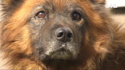 Тварини на війні: історії чотирилапих, які вразили світ своєю "людяністю"