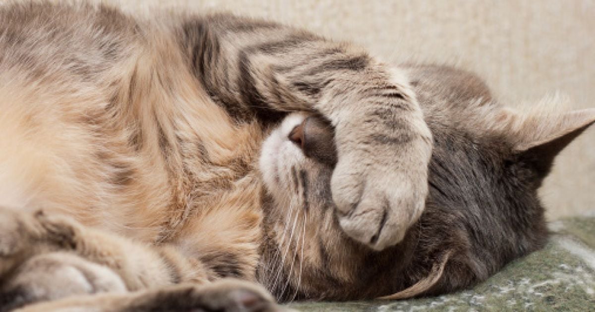 Стерилизация домашнего питомца: за и против