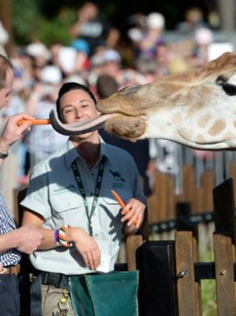 Принц Уильям и герцогиня Кэтрин в зоопарке / © Getty Images/Fotobank