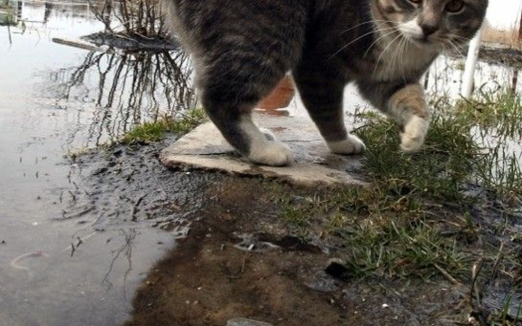 У селі Підгірці вода залила вулиці і будинки / © Сегодня