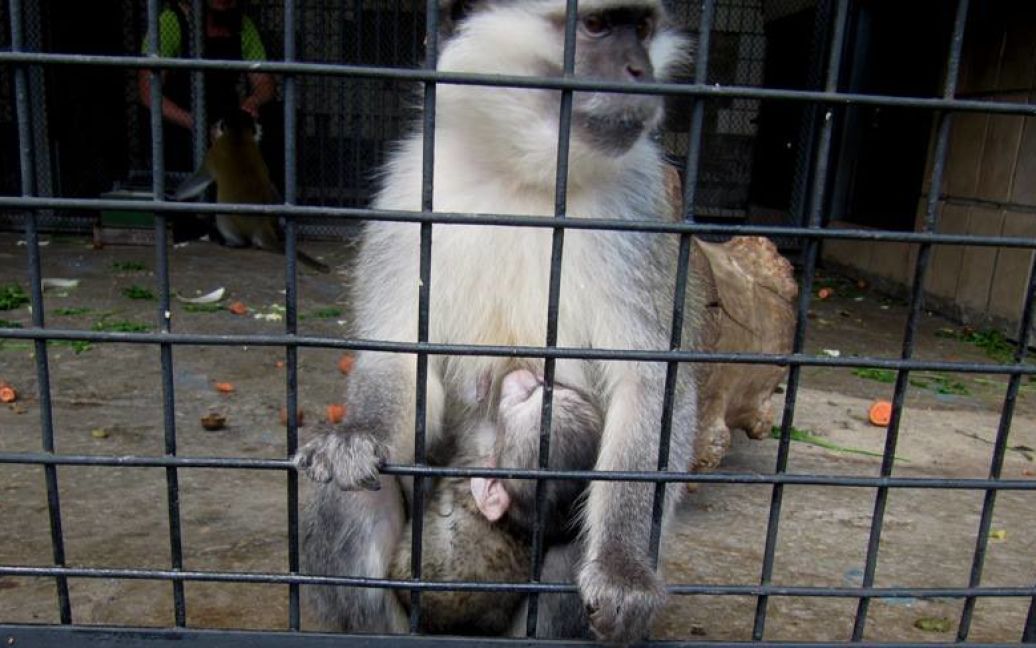 Мавпочці шукають ім&rsquo;я / © Facebook