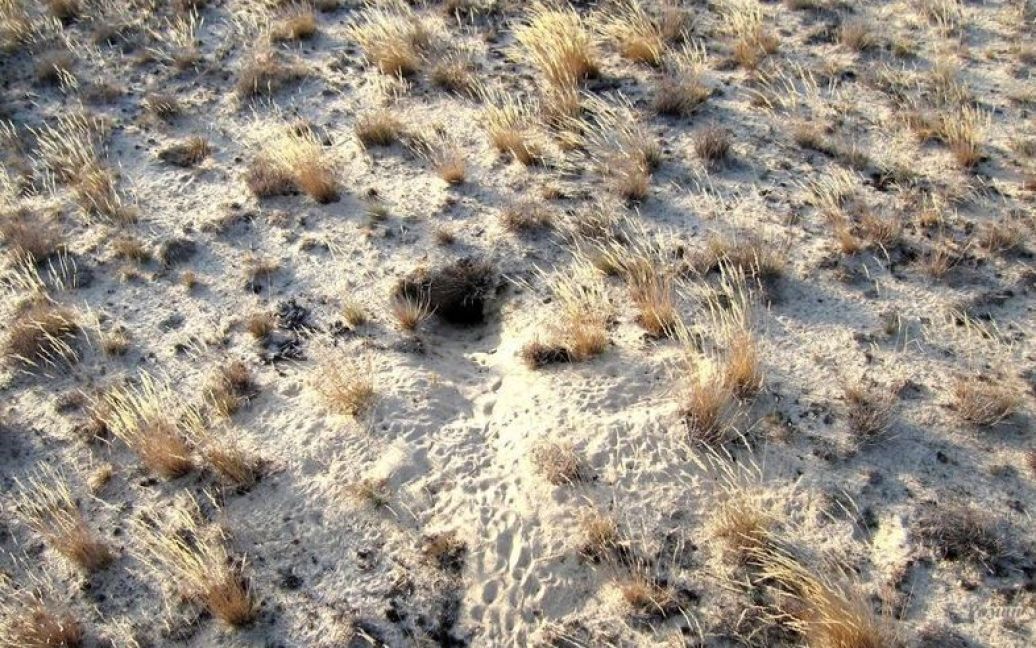 Олешковские пески являются одной из наибольших пустынь в Европе / © oleshki.jimdo.com