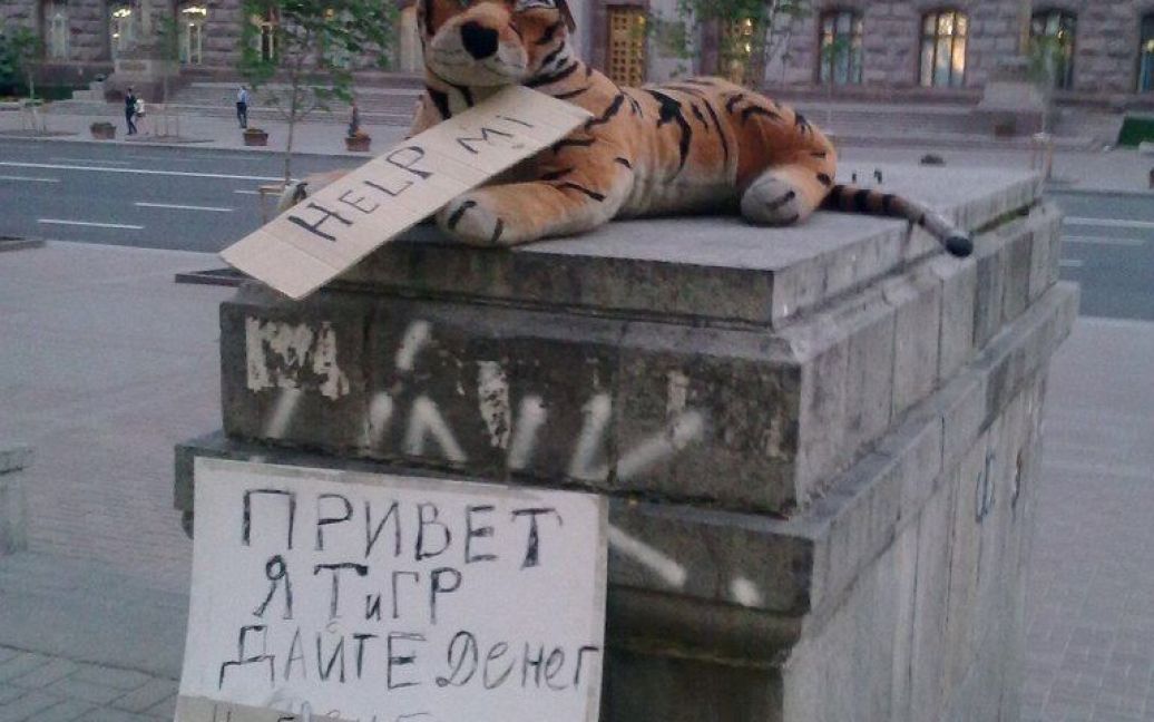 Тигр просить грошей "на квиток додому" / © omg.md