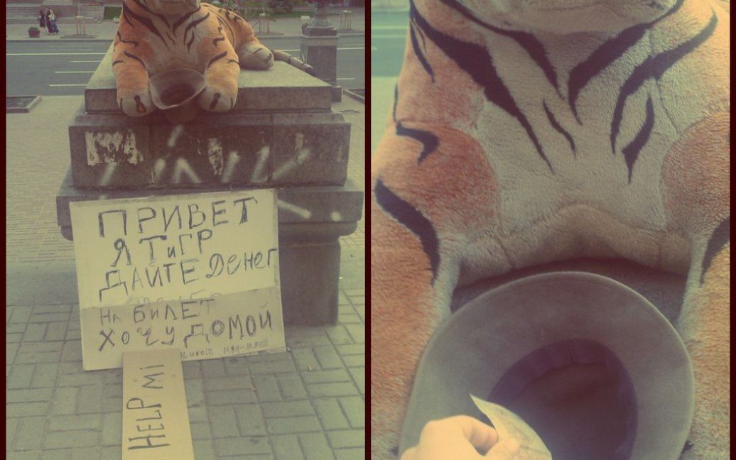 Тигр просить грошей "на квиток додому" / © facebook.com/roman.lebed.3