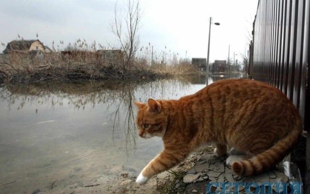 У селі Підгірці вода залила вулиці і будинки / © Сегодня
