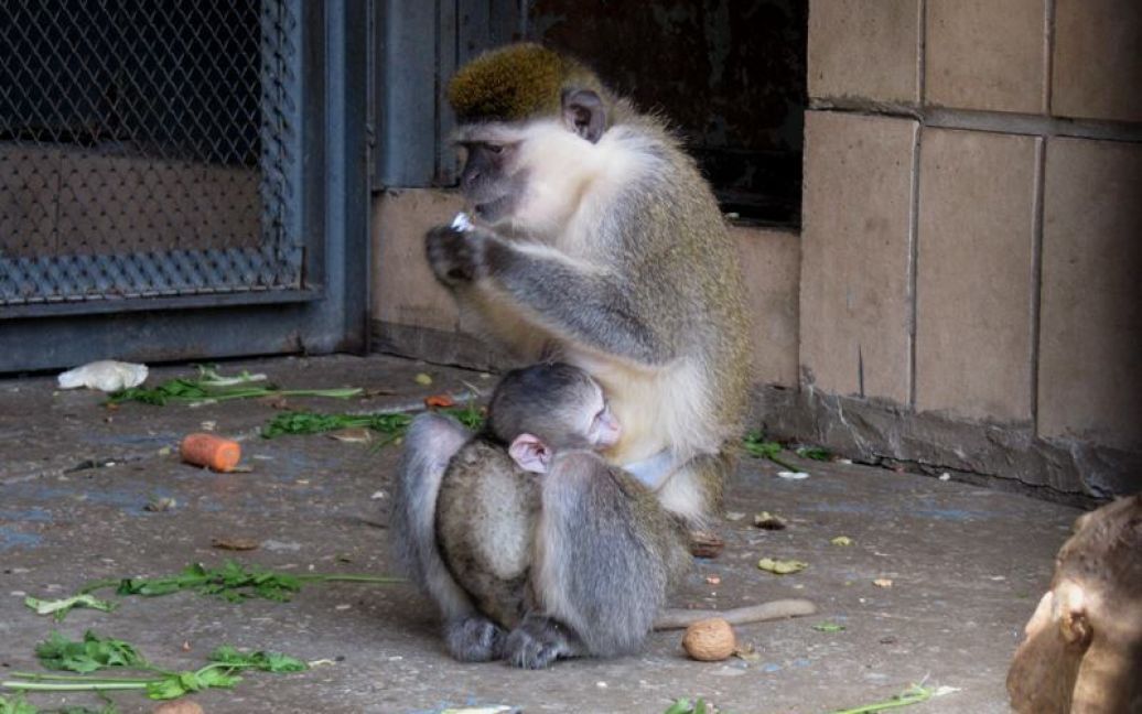 Мавпочці шукають ім&rsquo;я / © Facebook