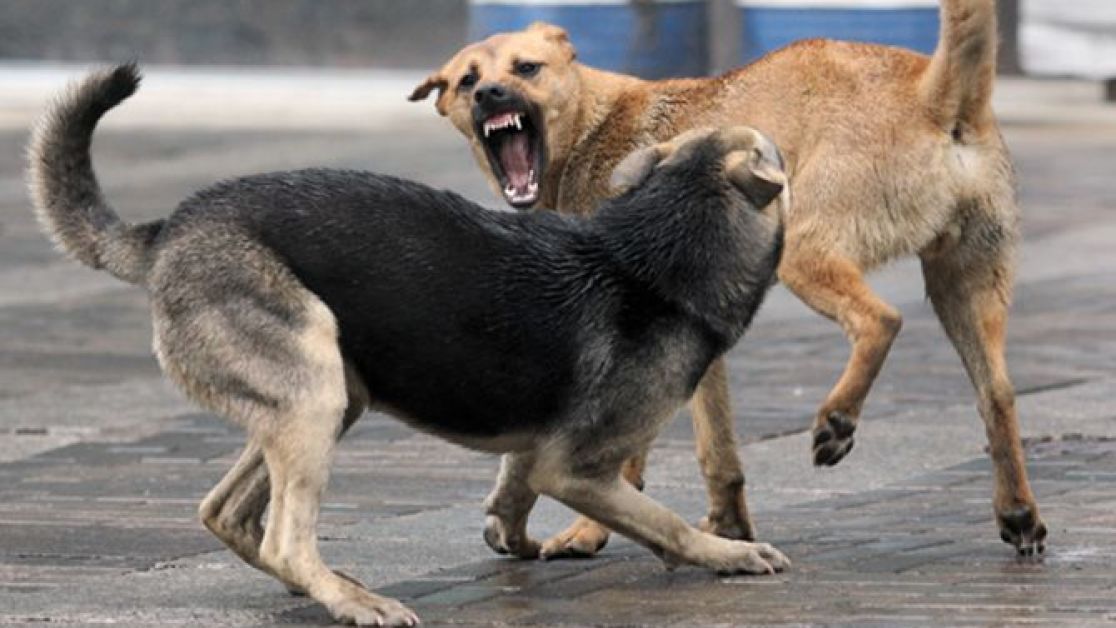 Визначення причин агресивності бездомних собак
