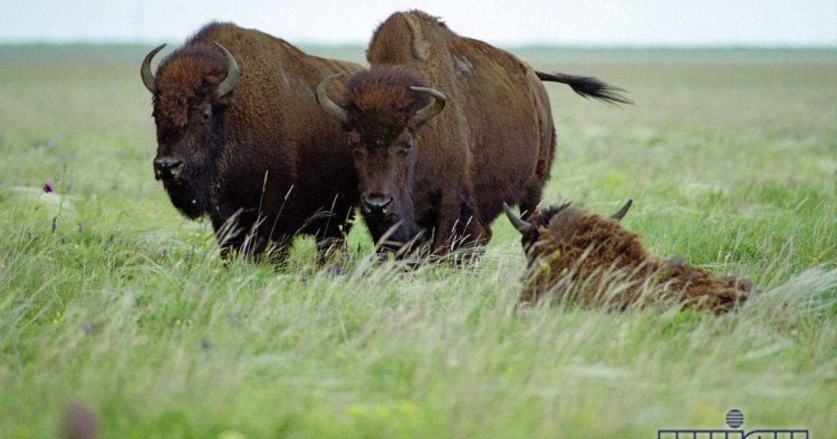 Биосферный заповедник "Аскания-Нова"