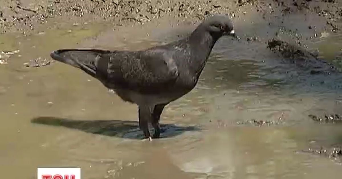 Живі і мертві голуби стали сусідами на горищі