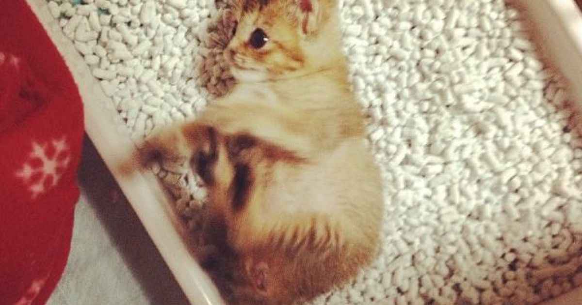 Кошеня Васабі / © instagram.com/shimejiwasabi