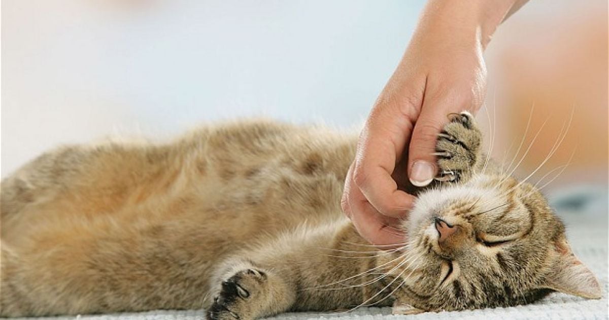 Спеціалісти по котам розповіли, що насправді люблять коти.