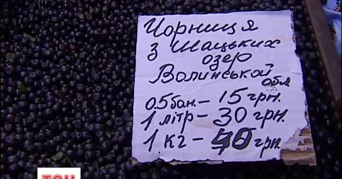 В Україні розпочато сезон чорниці.