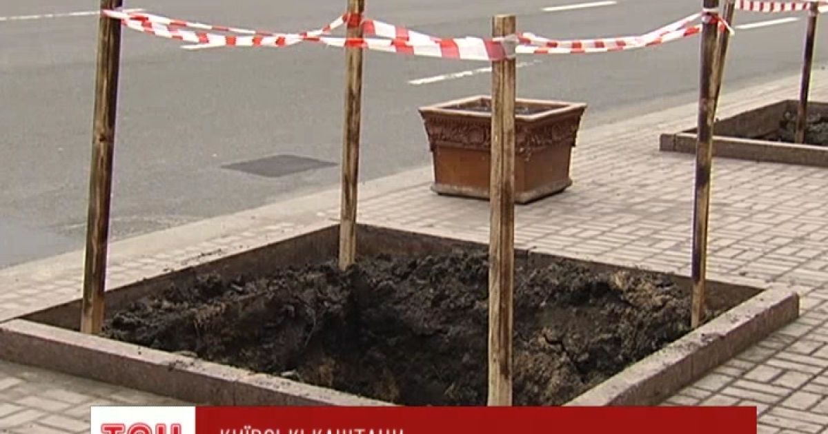 Хрещатик підготували до "прийому" нових каштанів