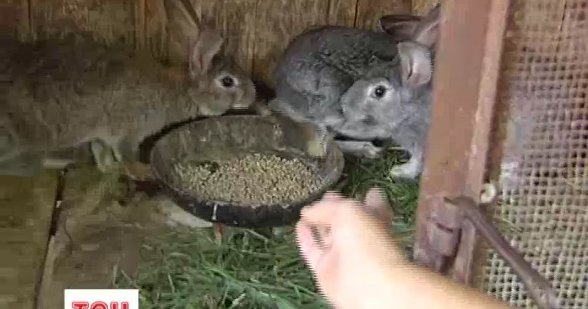 Невідома науці тварина вбила кролів