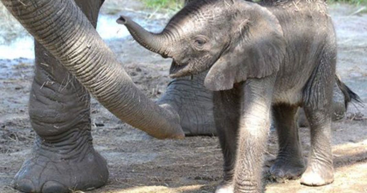 Потяг збив 7 слонів.