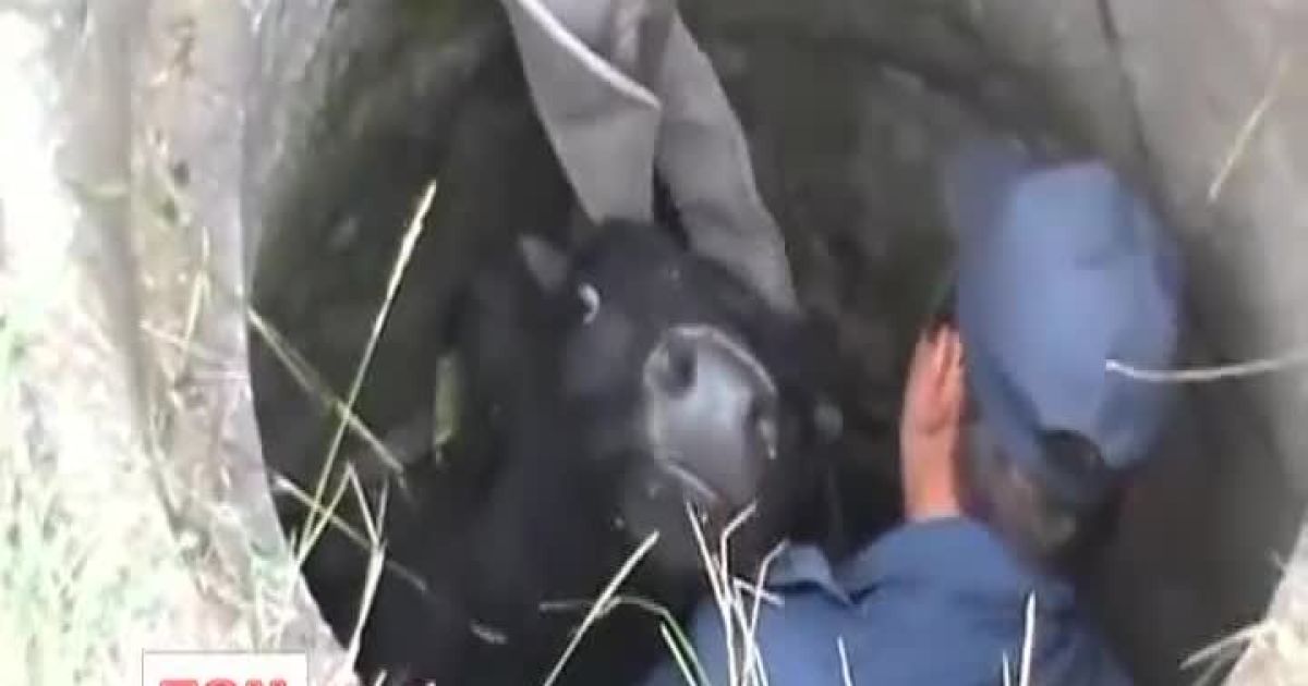 На Харківщині з каналізації колишнього аеродрому витягнули бичка