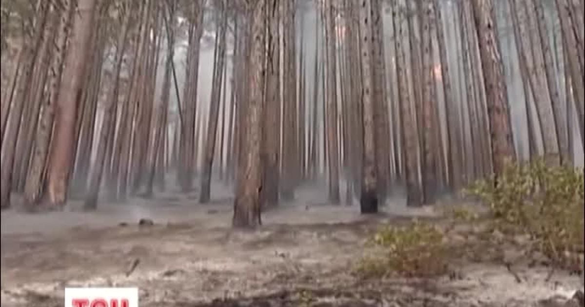 Кримські ліси можуть закрити для туристів