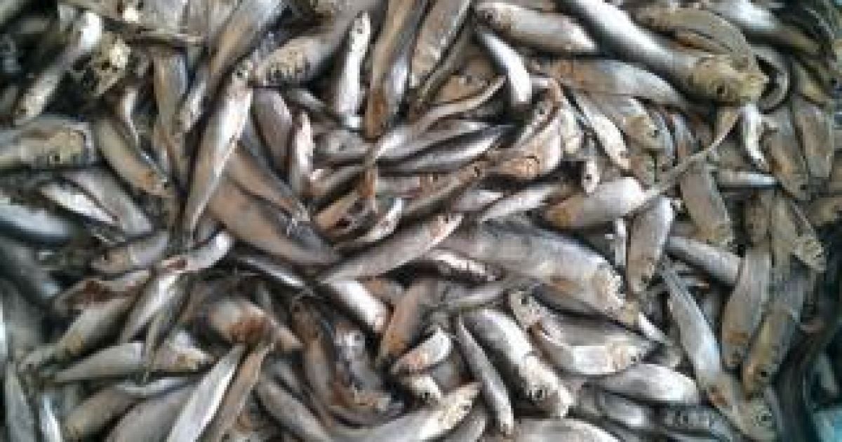 Киян хотіли отруїти купою зіпсованої риби