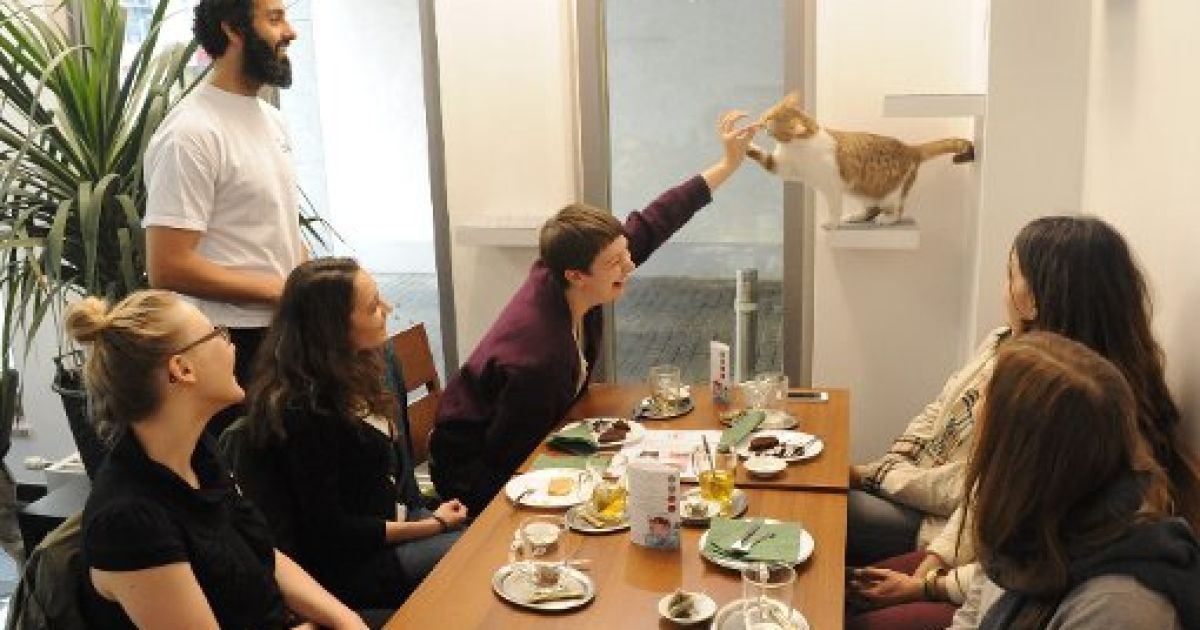 Кафе з котами у Мюнхені / © abendzeitung-muenchen.de