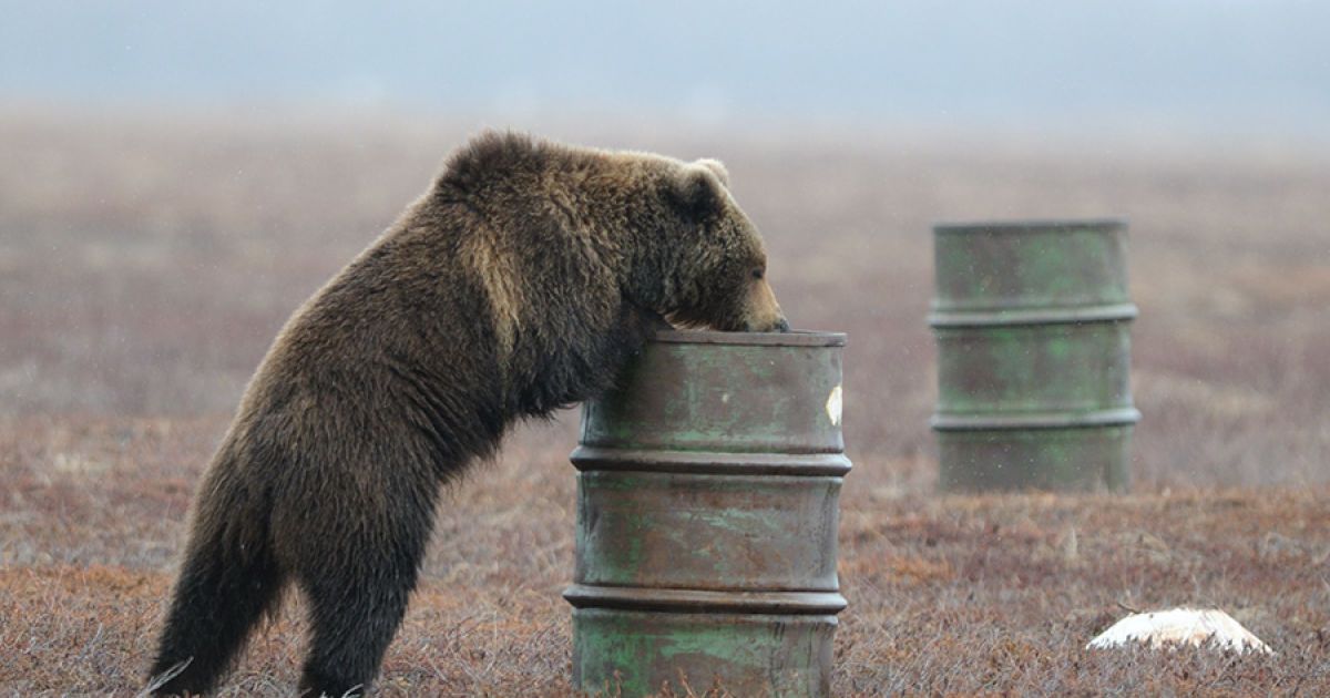 Ведмеді нюхають гас. / © Igor Shpilenok