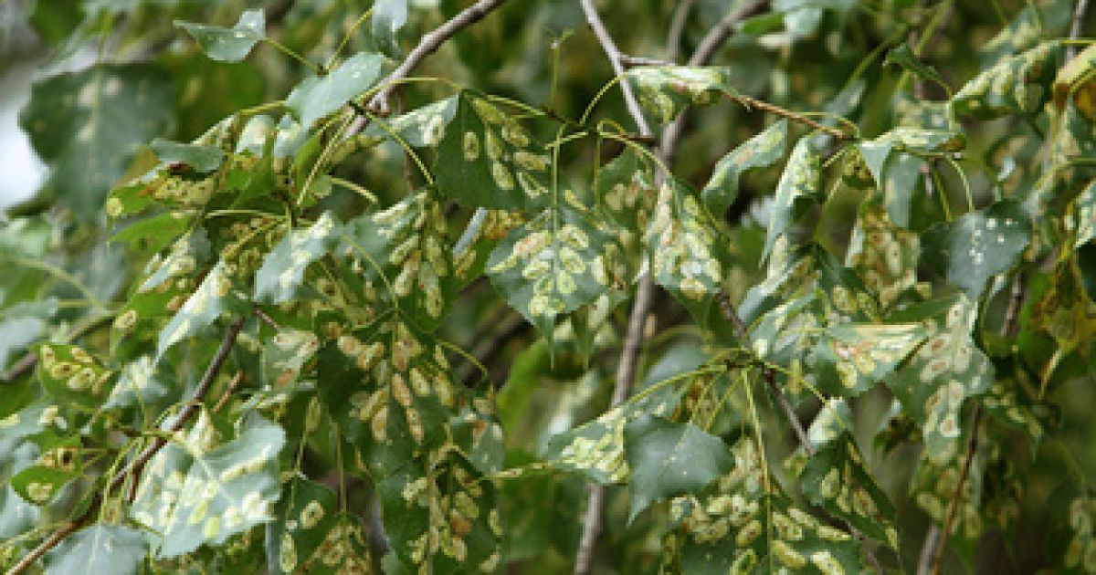 Тополі заразила міль