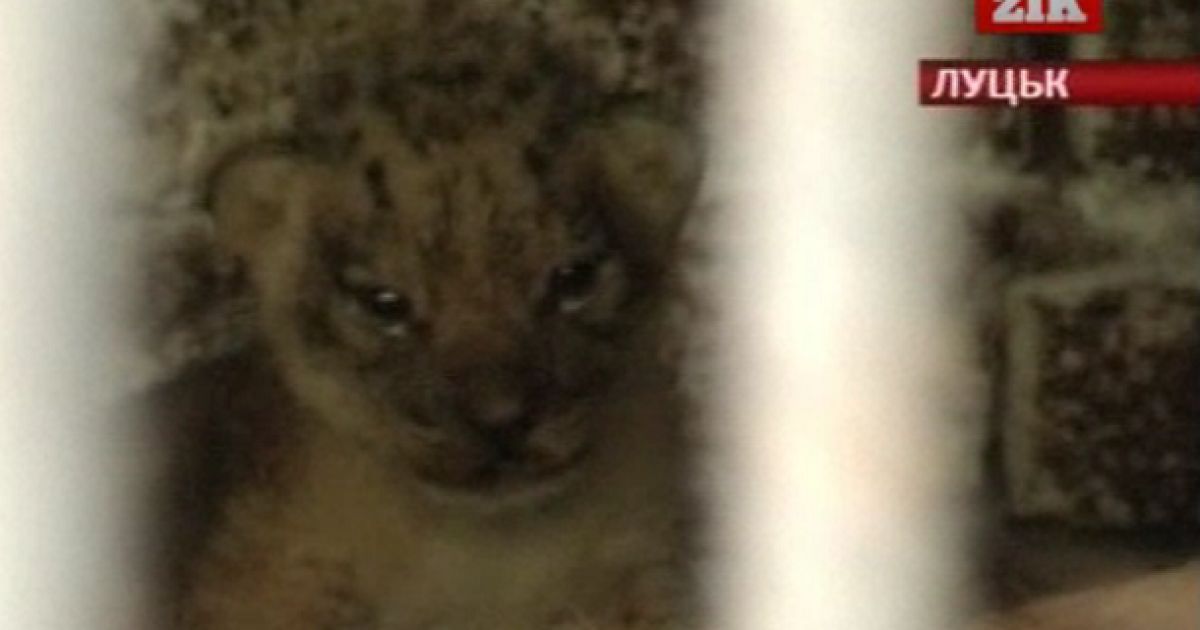 Одразу народилося троє левенят.