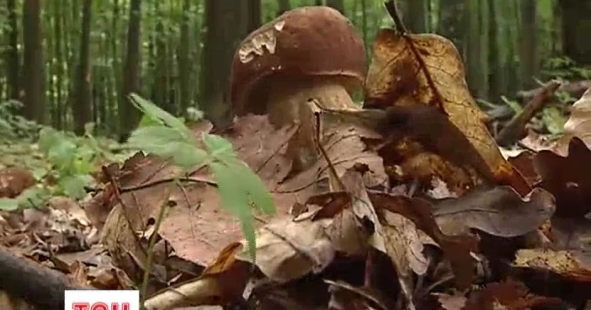 Українські гриби і отруюють, і лікують